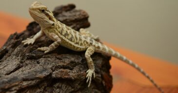 Jet the baby bearded dragon