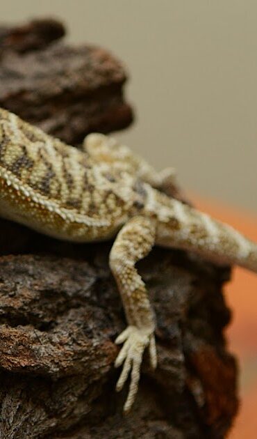 Jet the baby bearded dragon